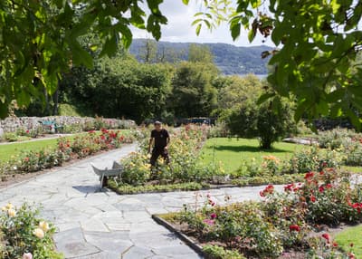 Planer og nyanskaffelser i rosariet på Milde