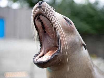 Kveldsmat til sjøløvene - møt i Vestibylen ved "meeting point"-skilt