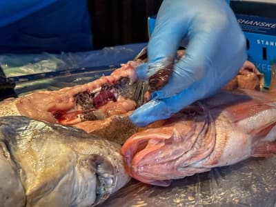 Vinterferieprogram: Dissekering av fisk og prat om livet i havet