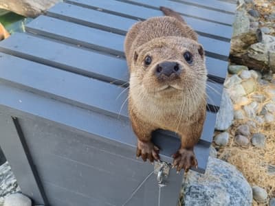 Oterne får kveldsmat